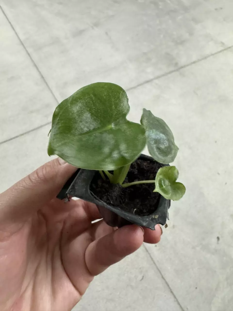 plant/Alocasia London eye starter plant growers choice-1