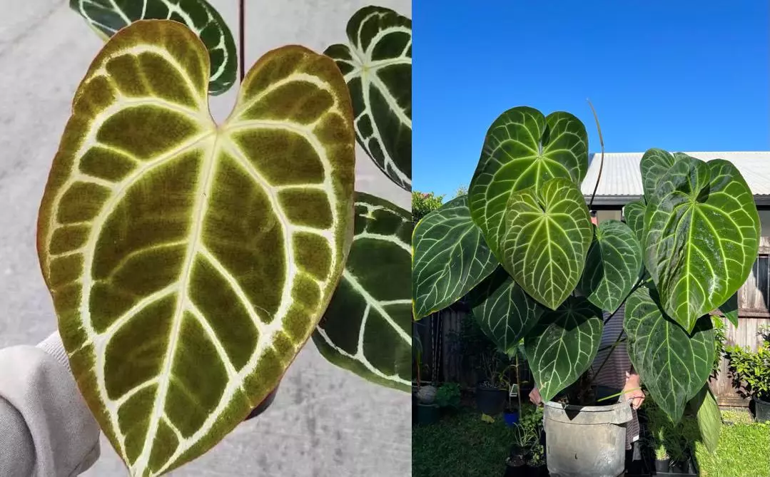 plant/Anthurium crackin veins x Magnificum starter plant growers choice-0