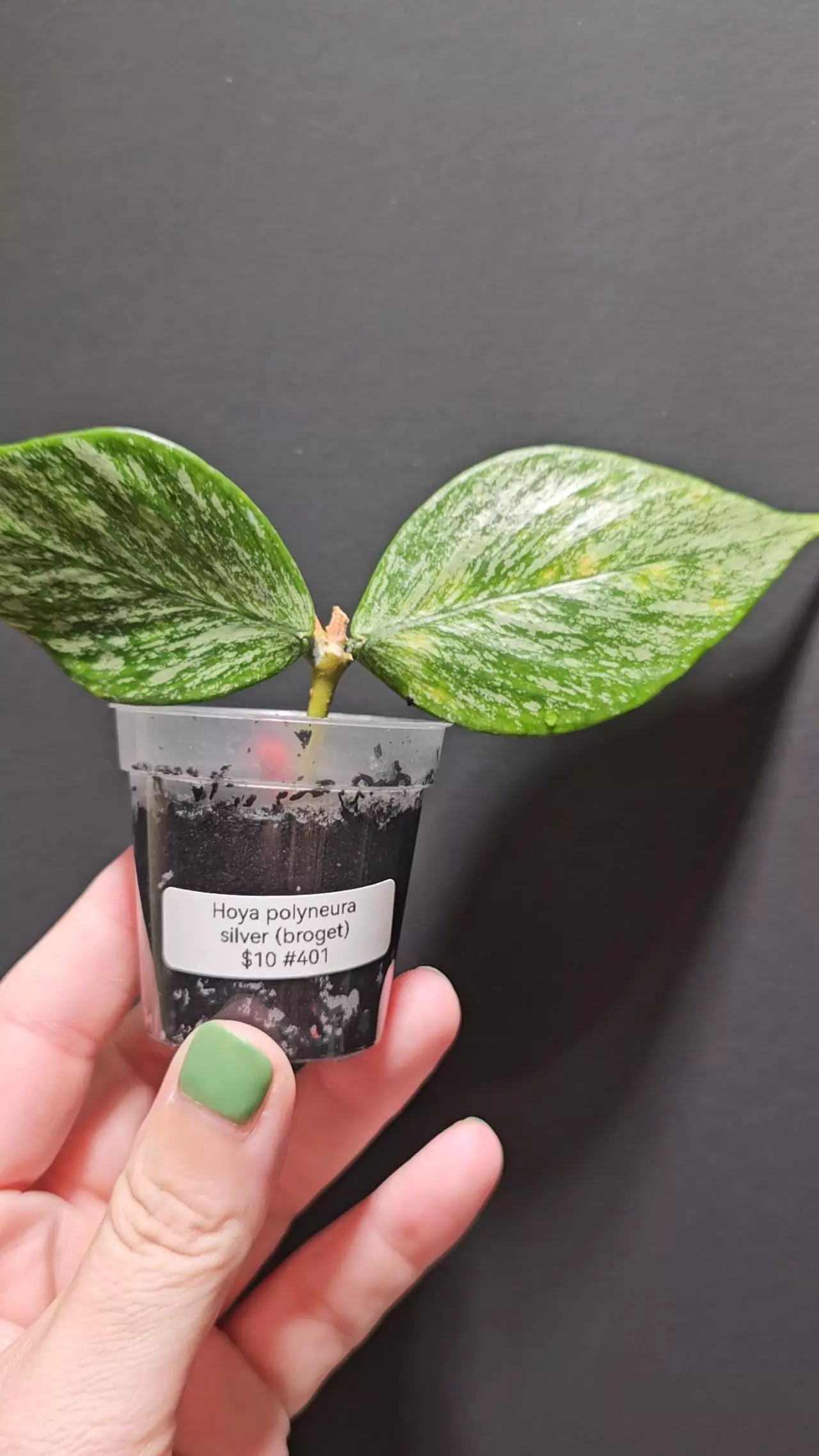 plant/Hoya polyneura silver #401-0