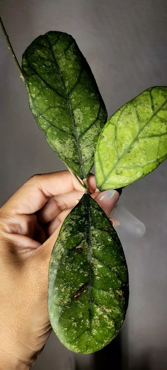 plant/Hoya AH0001 Unrooted-1
