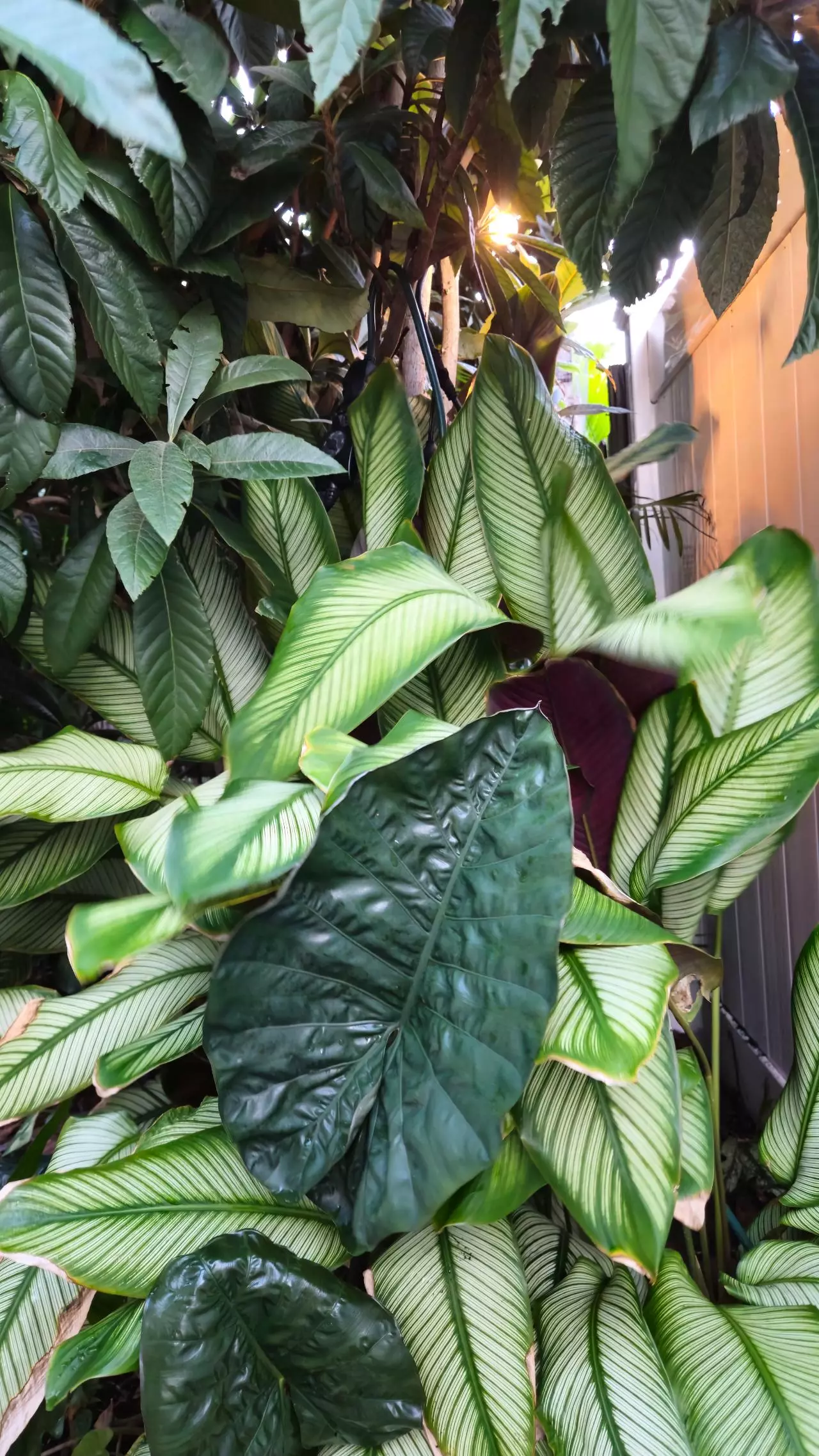 plant/LIVE PLANT Calathea majestica Goeppertia 1ft-0