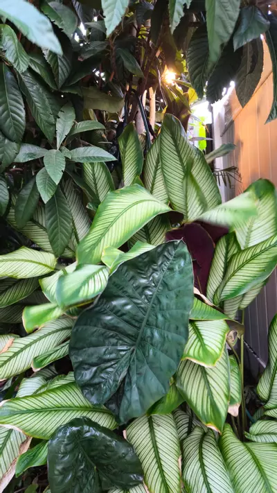 plant/LIVE PLANT Calathea majestica Goeppertia 1ft-0-thumbnail