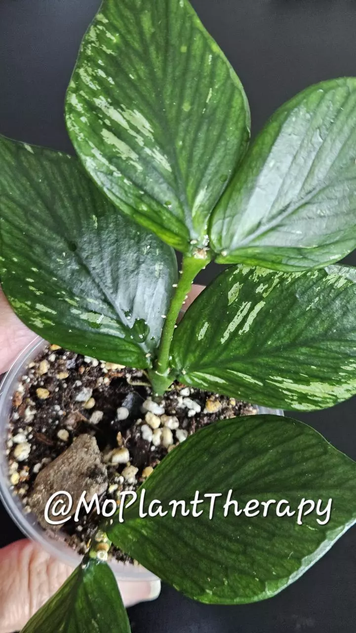 plant/Hoya polyneura 'Broget'-1