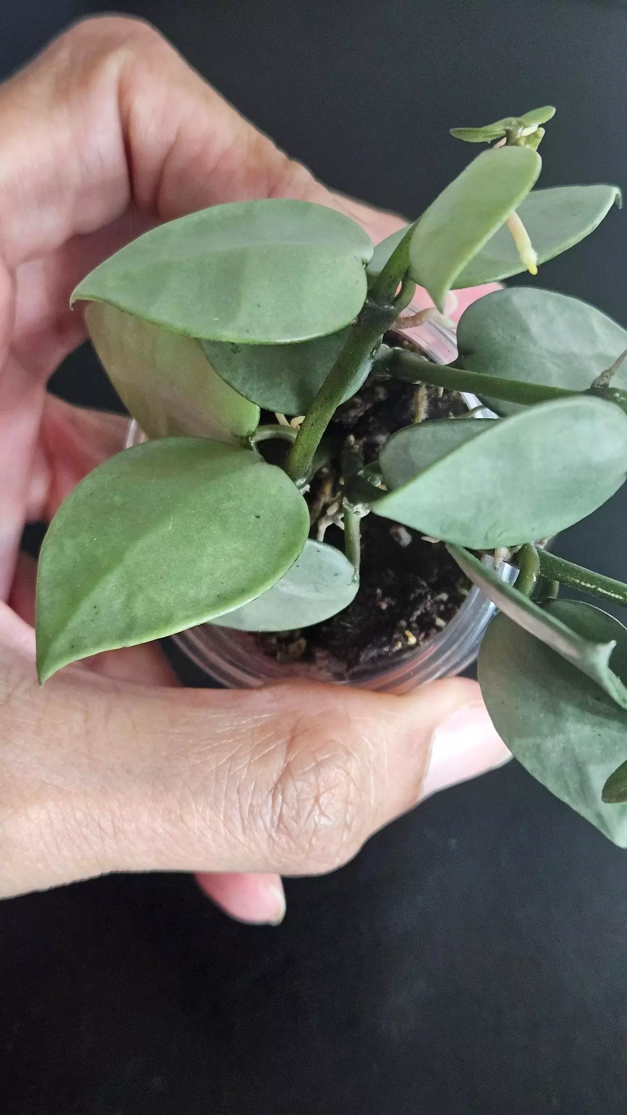 plant/Hoya krohniana 'Silver' #3-1