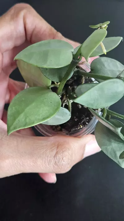 plant/Hoya krohniana 'Silver' #3-1-thumbnail