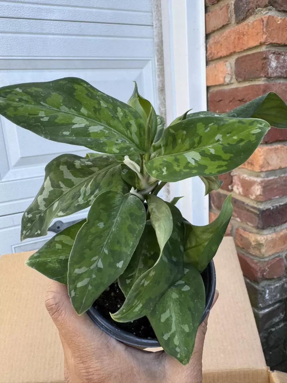 plant/Aglaonema pictum tricolor-0