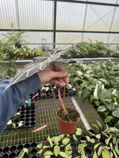 plant/Alocasia purpley 4” pot growers choice-5-thumbnail