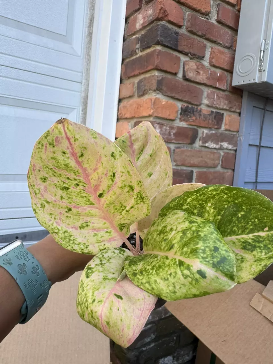 plant/Aglaonema pink Emerlald-0