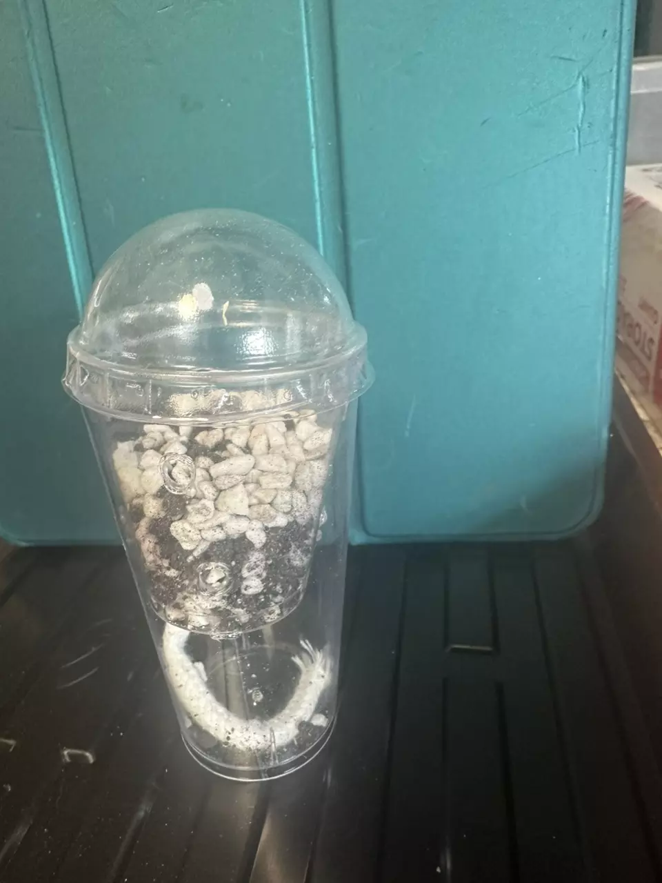 plant/Corm Cup- Self Watering with Substrate-1