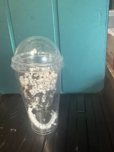 plant/Corm Cup- Self Watering with Substrate-1-thumbnail