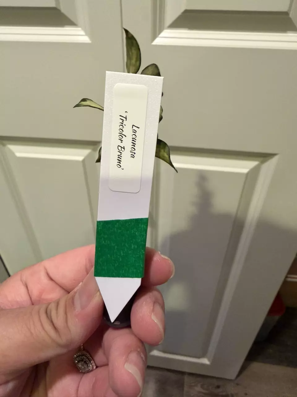 plant/Mystery Hoya Clippings Bundle-6