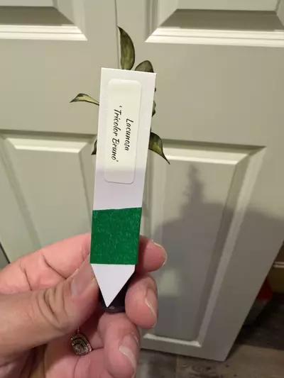 plant/Mystery Hoya Clippings Bundle - Small Leaf 🌱-2-thumbnail