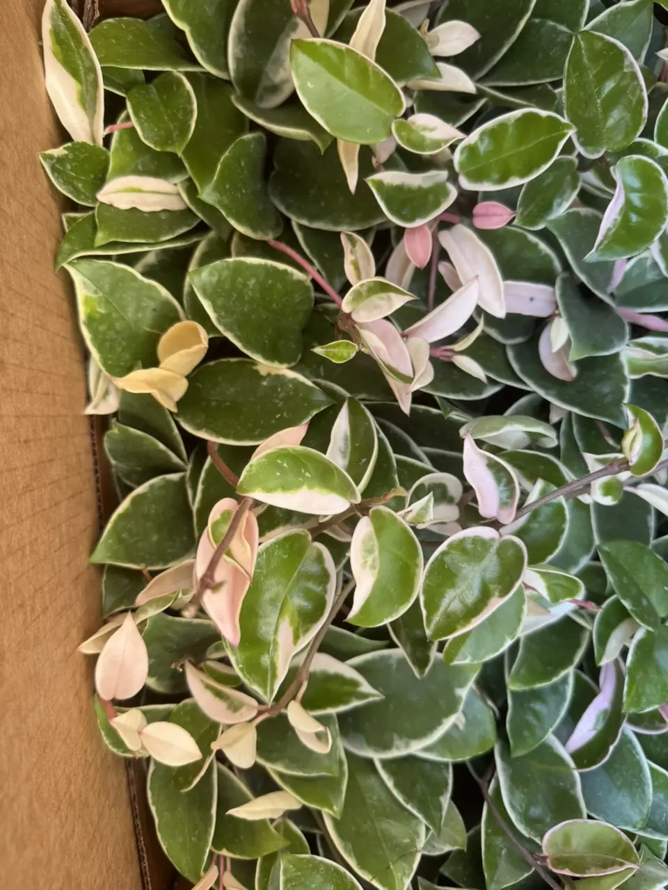plant/Hoya krimson Queen-0
