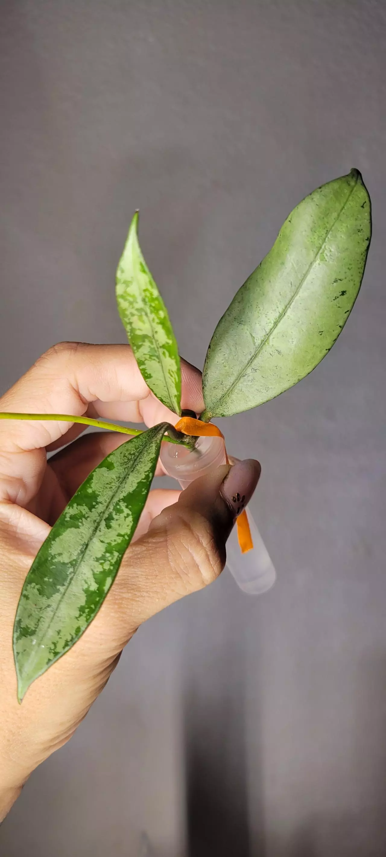 plant/Hoya Griffithii Silver Unrooted-2