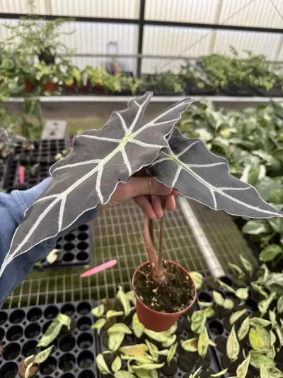 plant/Alocasia purpley 4” pot growers choice-3-thumbnail