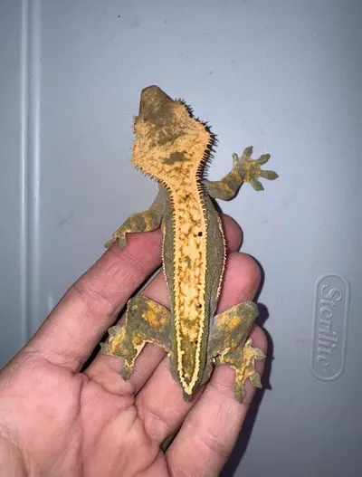 plant/CG#35-0-thumbnail