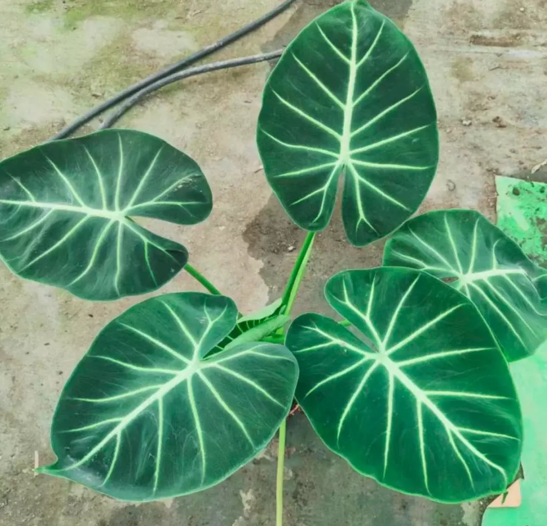 plant/Alocasia London eye starter plant growers choice-0