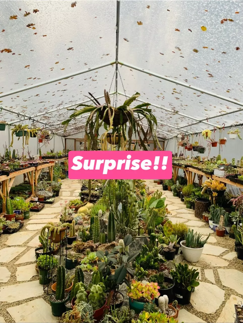 plant/Receive a surprise cutting or Plant with your Order!! Add-on only-0