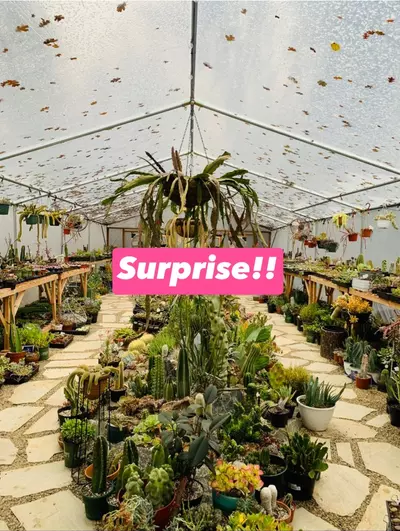 plant/Receive a surprise cutting or Plant with your Order!! Add-on only-0-thumbnail