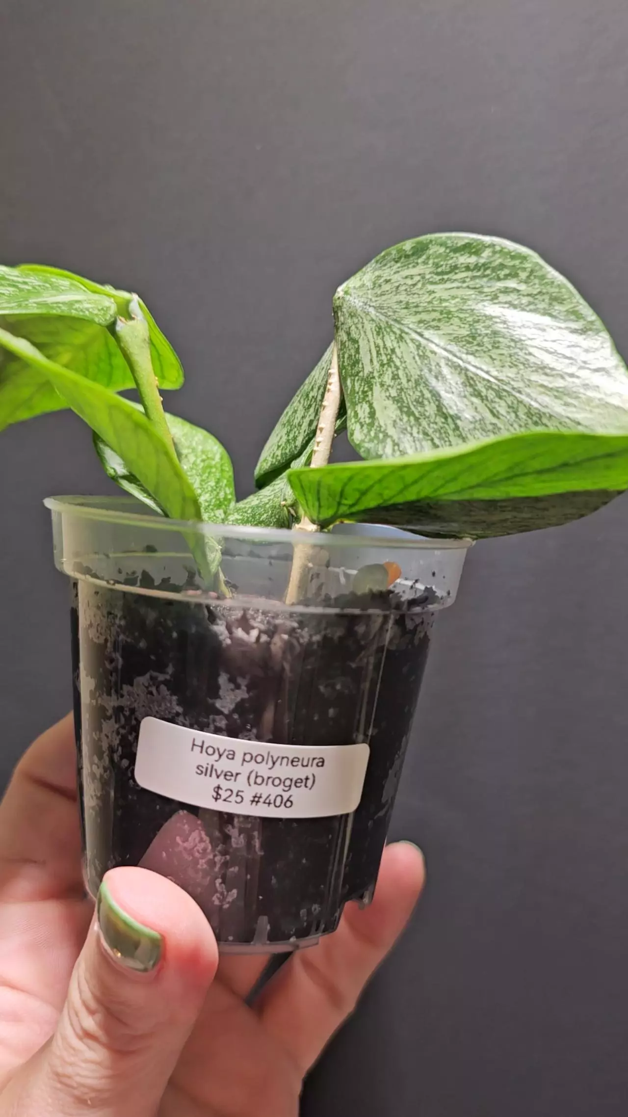 plant/Hoya polyneura silver #406-0