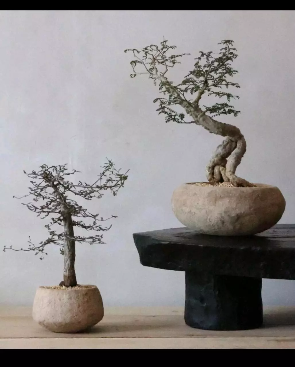 plant/LIVE PLANT 1ft Operculicarya decaryi Elephant Tree-0