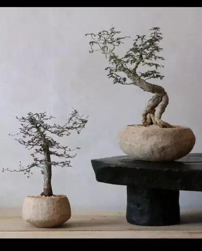 plant/LIVE PLANT 1ft Operculicarya decaryi Elephant Tree-0-thumbnail