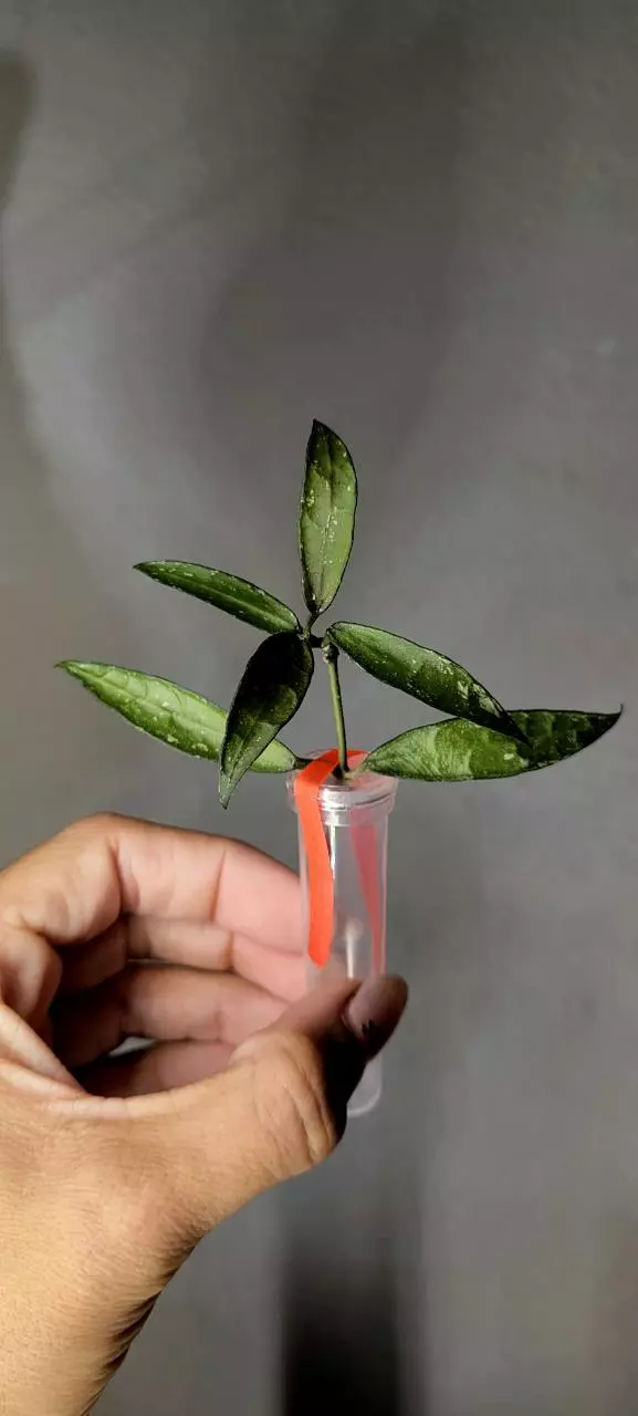 plant/Hoya Lacunosa 'Mr. Tent' Unrooted-1