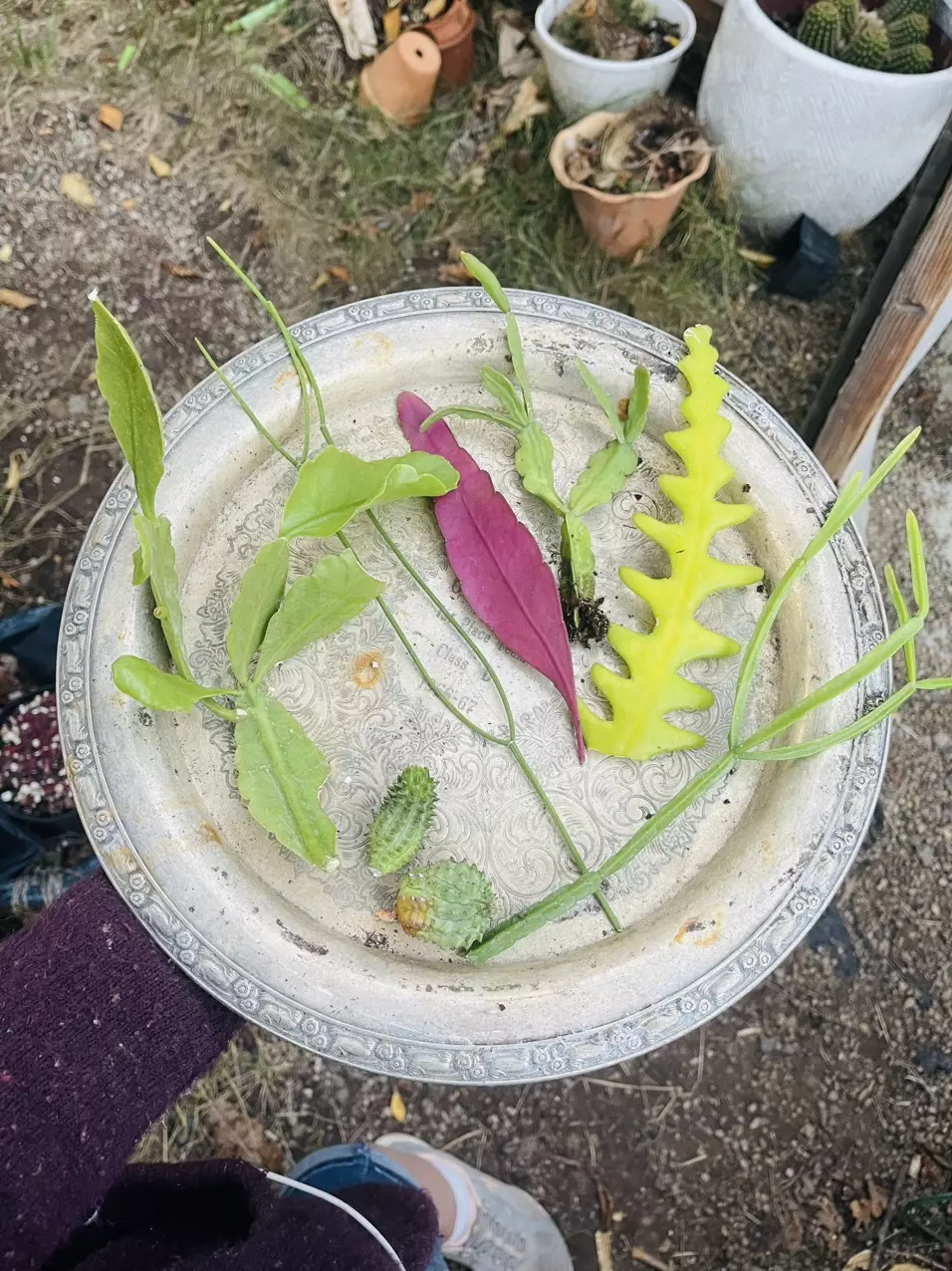 plant/Abby’s Order-1