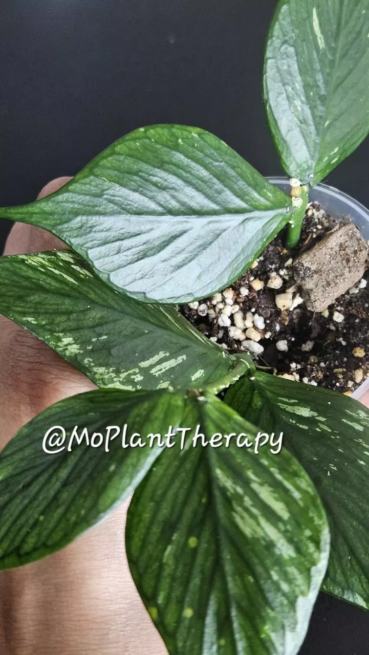 plant/Hoya polyneura 'Broget'-0