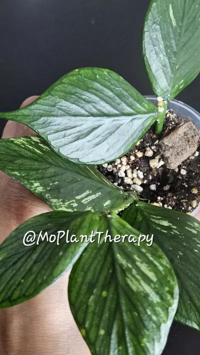 plant/Hoya polyneura 'Broget'-0-thumbnail