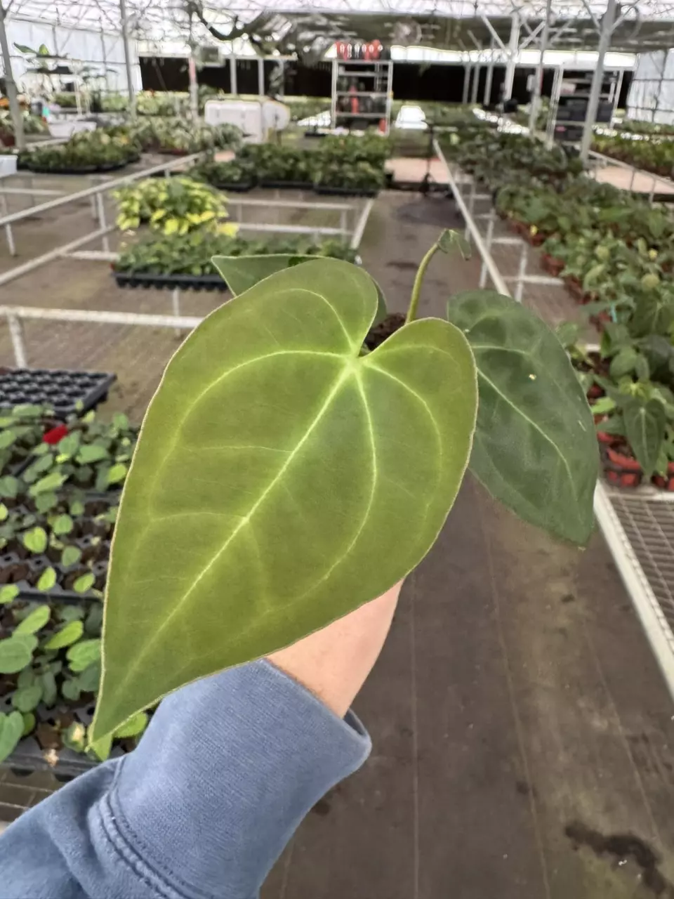 plant/Anthurium ravens heart (pap x AOS) starter plant growers choice-0