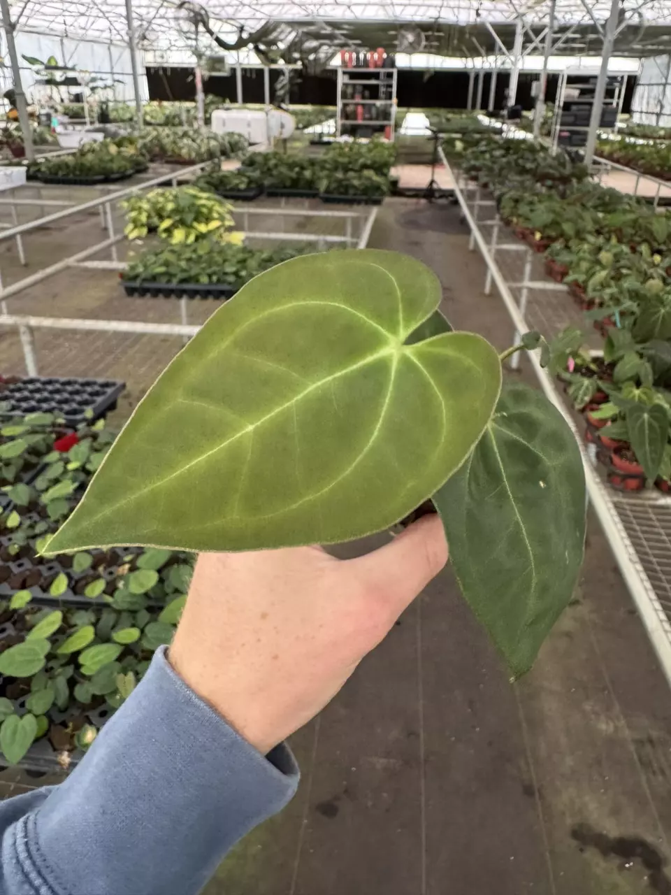 plant/Anthurium ravens heart (pap x AOS) starter plant growers choice-1