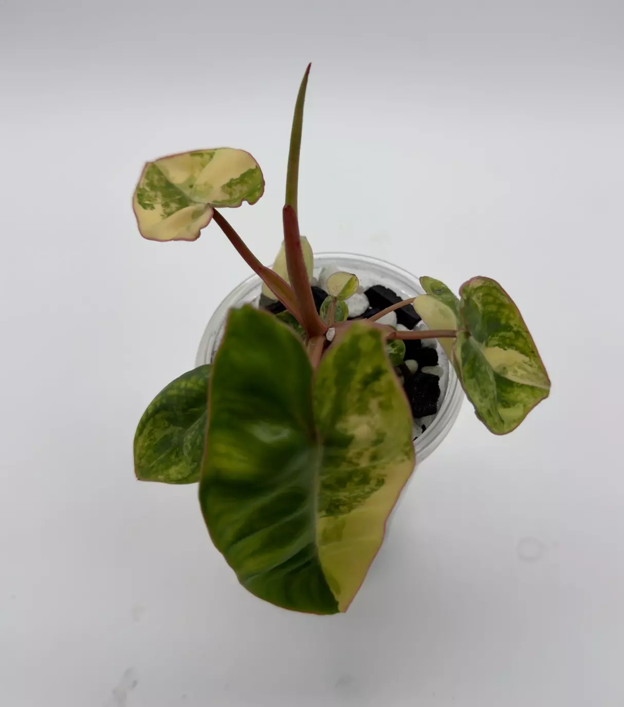 plant/High Variegated Billietiae-1