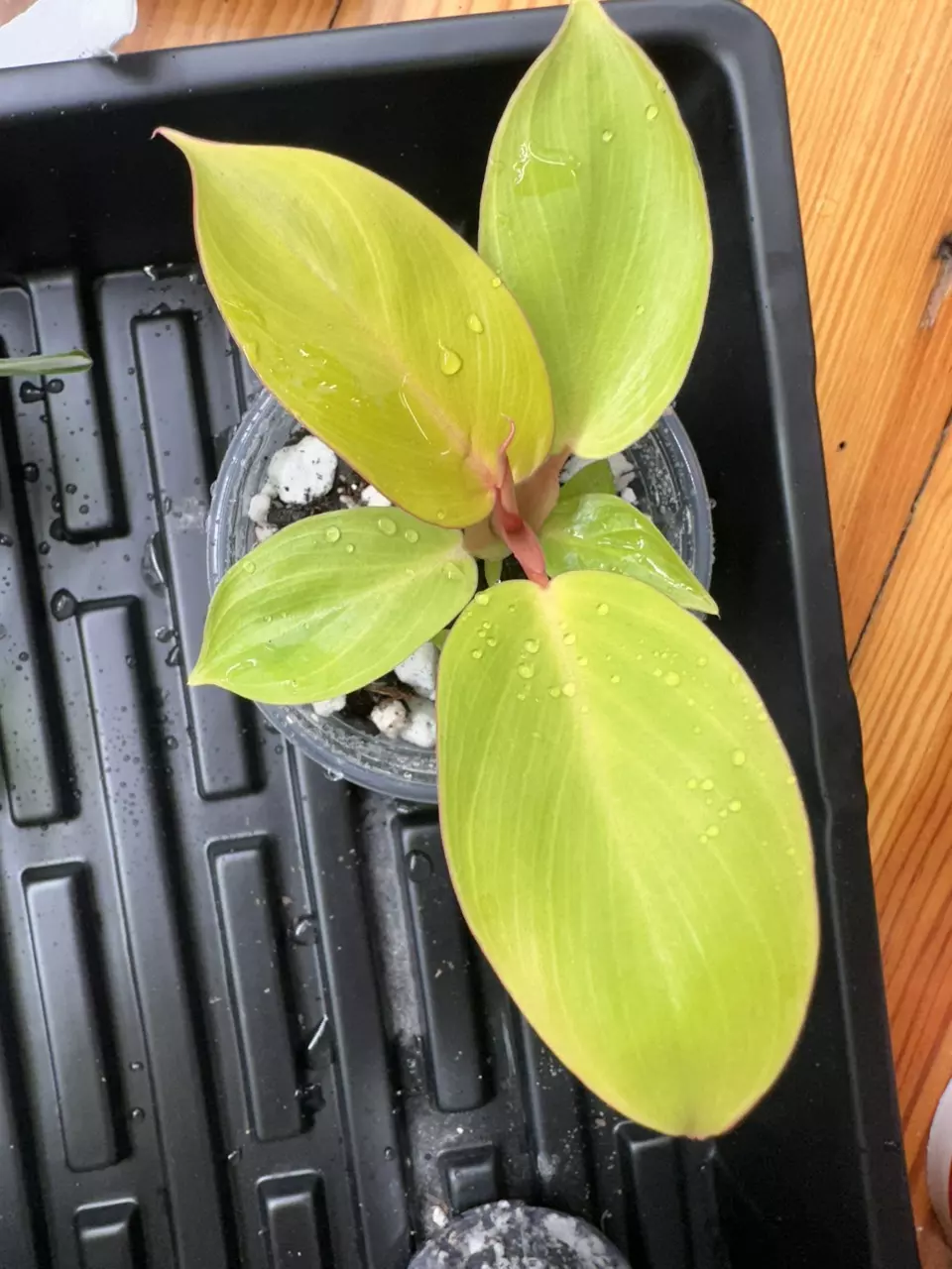 plant/Philodendron ‘Jungle Fever’-0