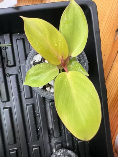 plant/Philodendron ‘Jungle Fever’-0-thumbnail