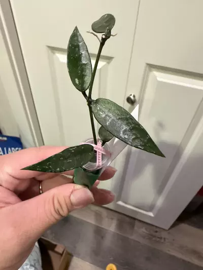 plant/Mystery Hoya Clippings Bundle-2-thumbnail