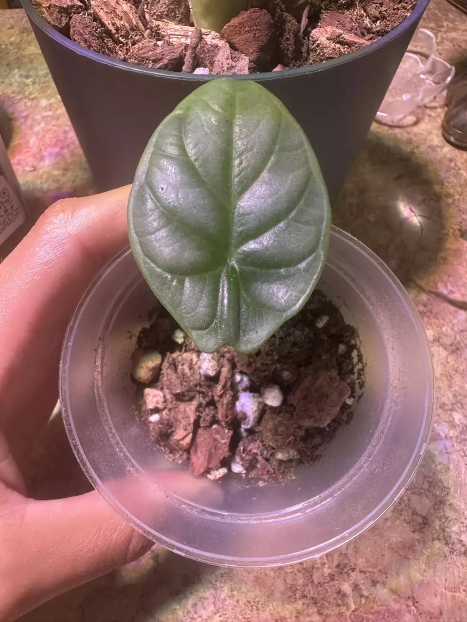 plant/Alocasia Silver Dragon Pups-1