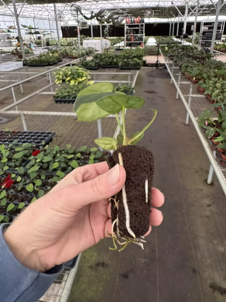 plant/Anthurium ravens heart (pap x AOS) starter plant growers choice-6