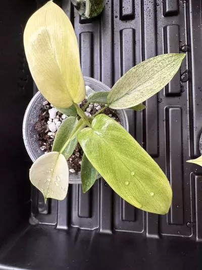 plant/Philodendron ‘Florida Ghost’-0-thumbnail