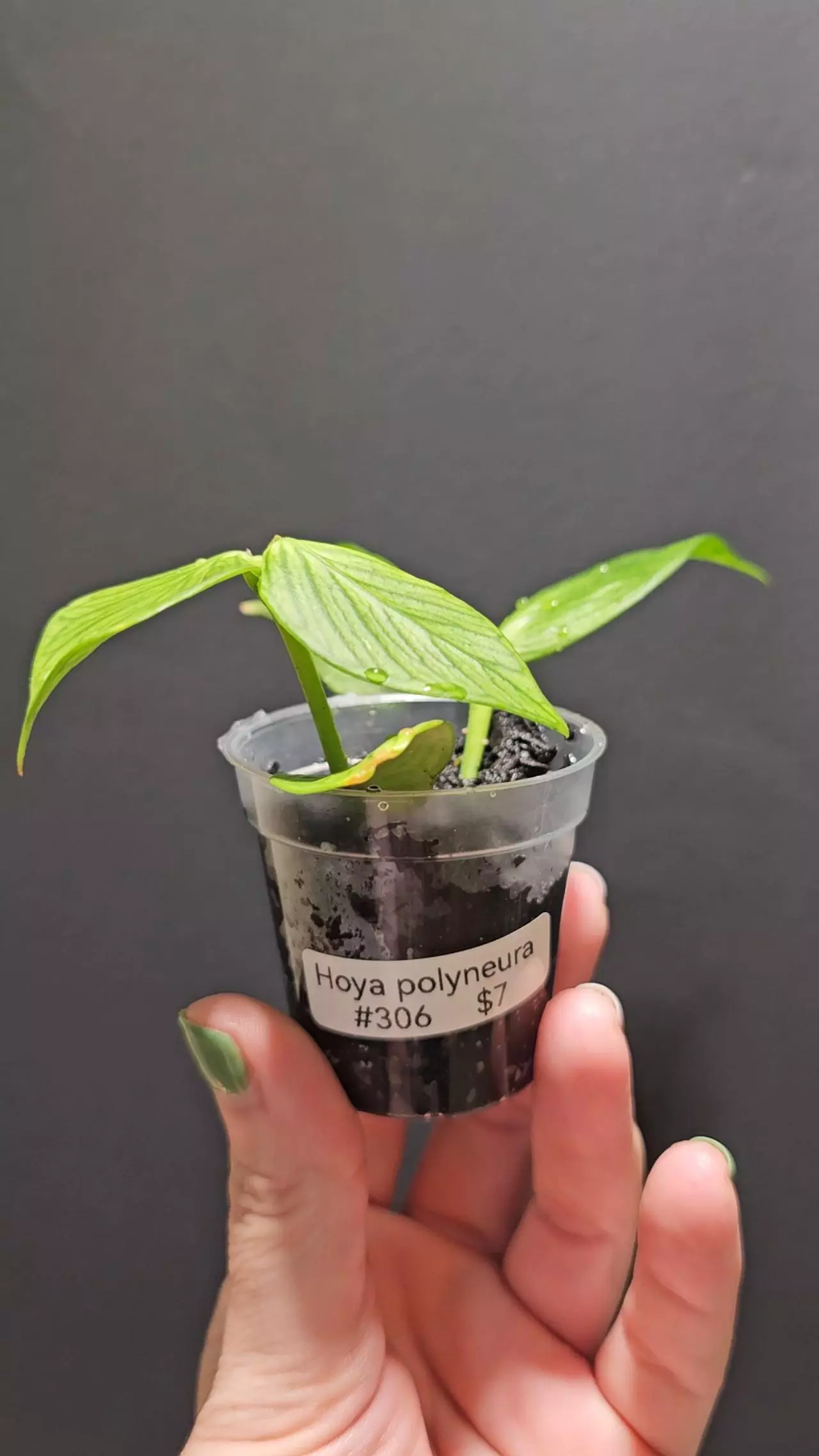 plant/Hoya polyneura #306-0