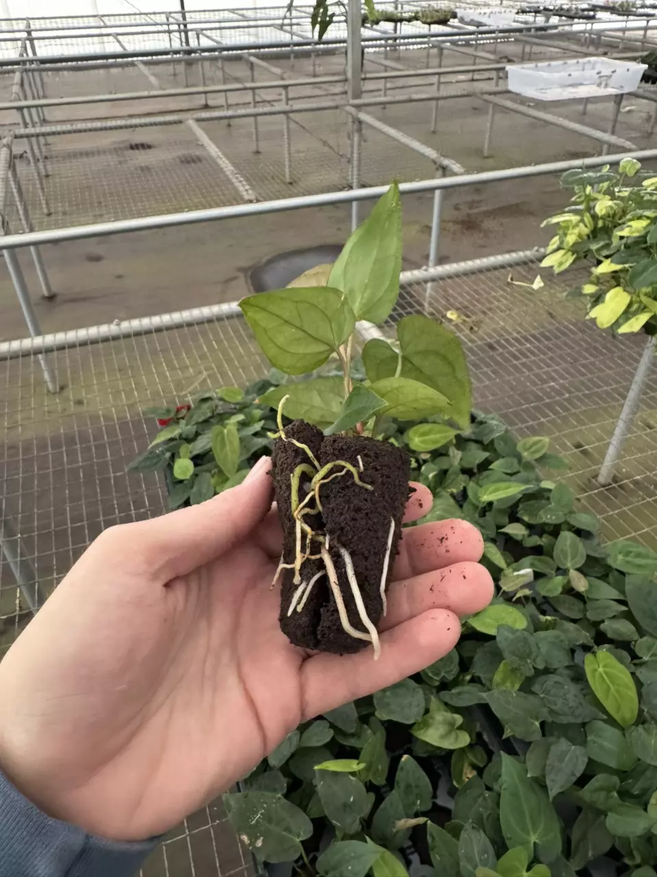 plant/Anthurium dressleri x guna yala starter plant growers choice-6