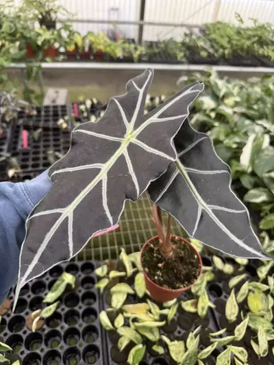 plant/Alocasia purpley 4” pot growers choice-2-thumbnail