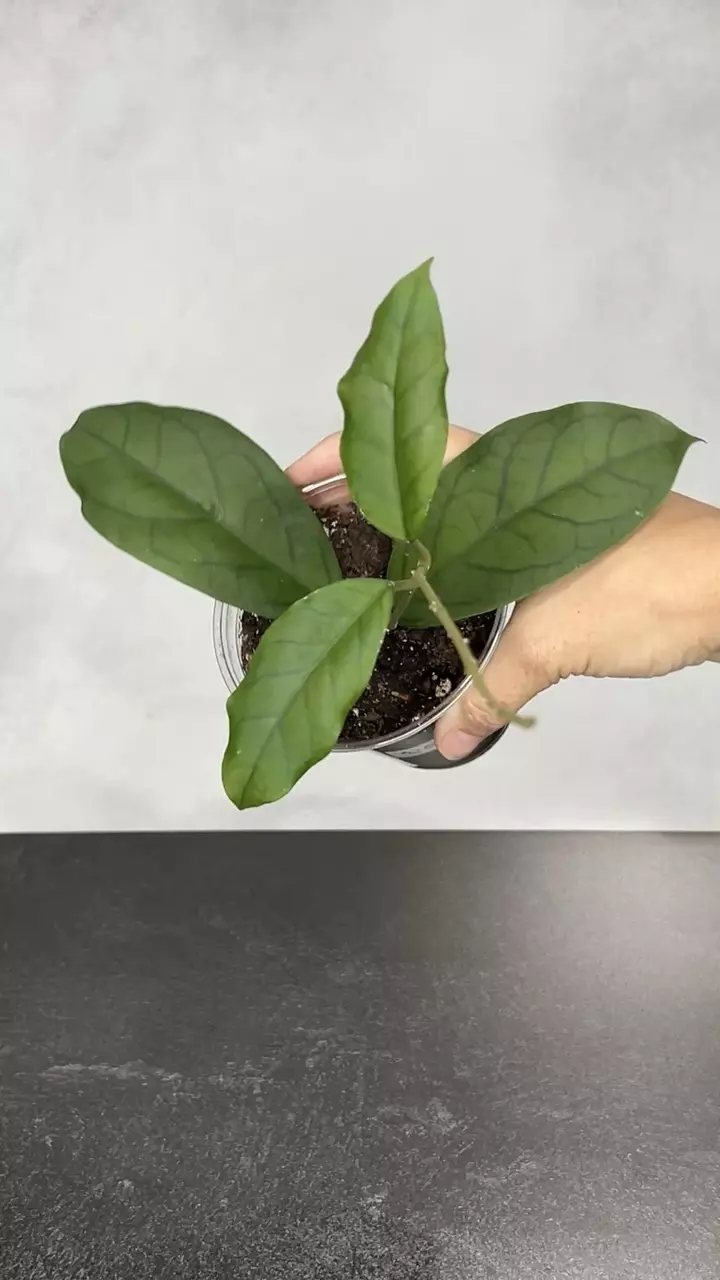 plant/Hoya RHM 24226 - KP03-0