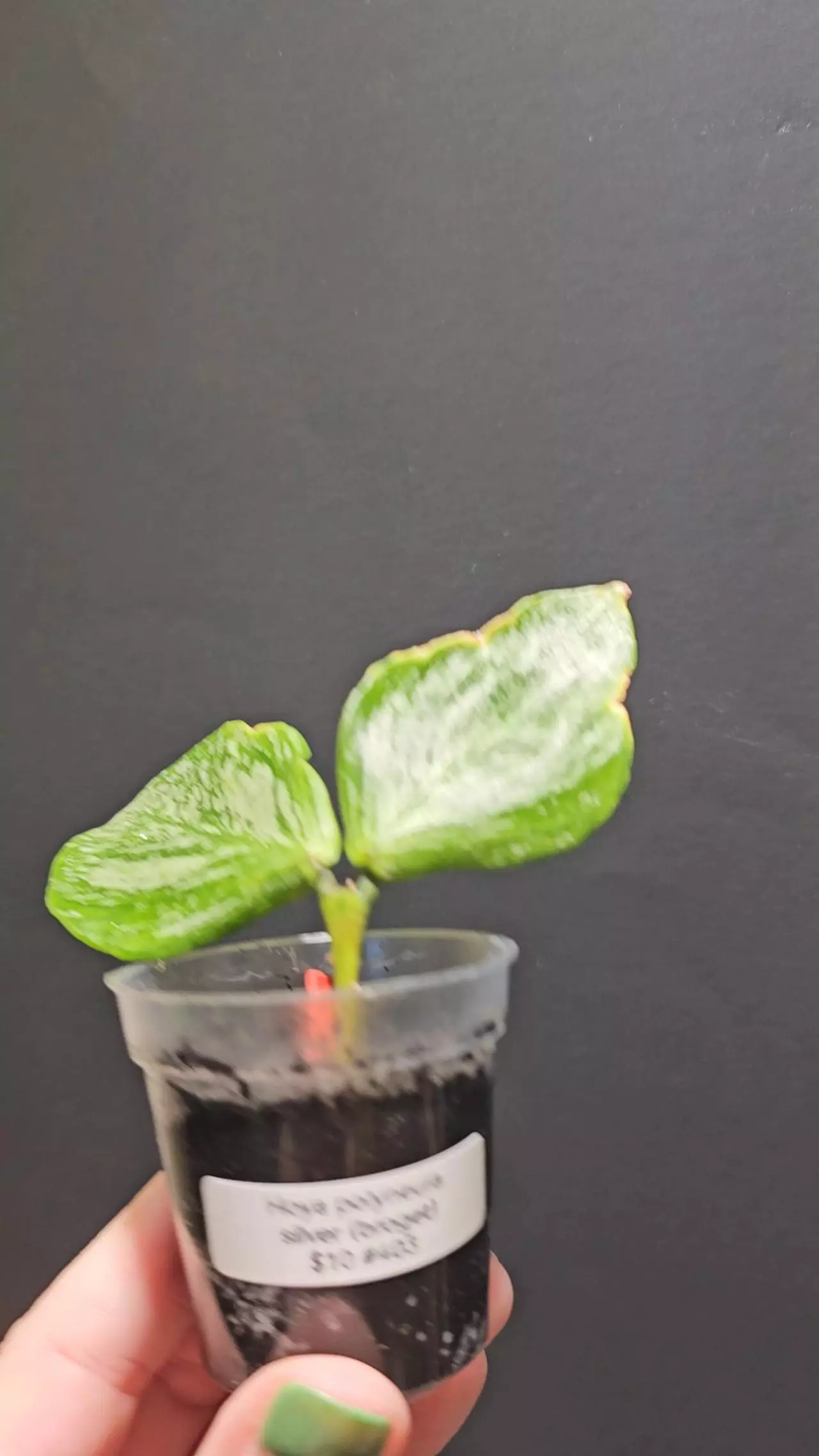 plant/Hoya polyneura silver #403-0