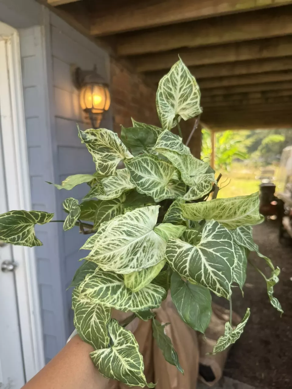plant/Syngonium Batik-0