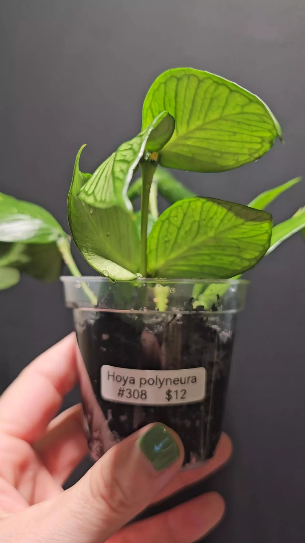 plant/Hoya polyneura #308-0