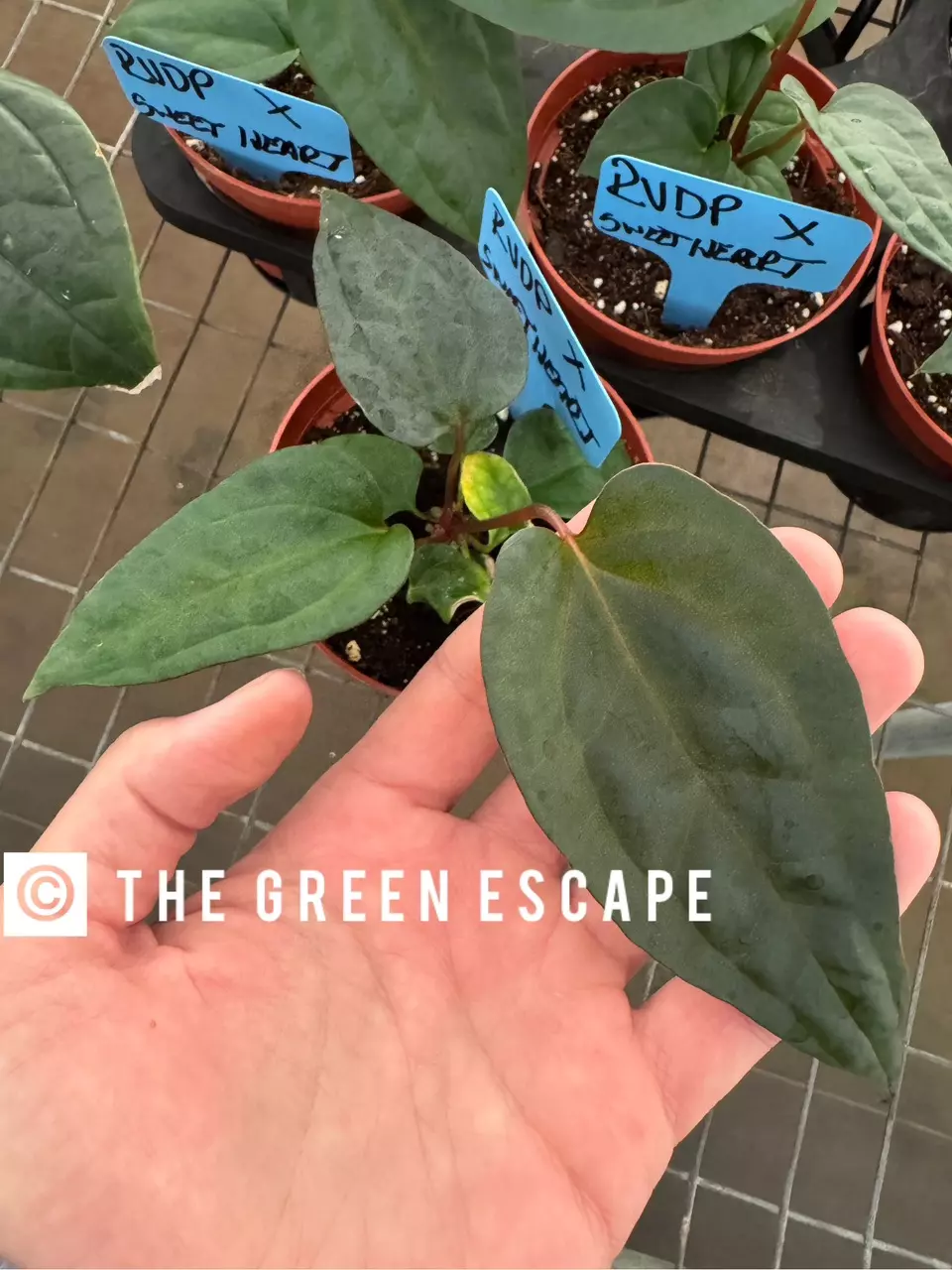 plant/Anthurium red vein dark phoenix X sweetheart 4” pot growers choice-0