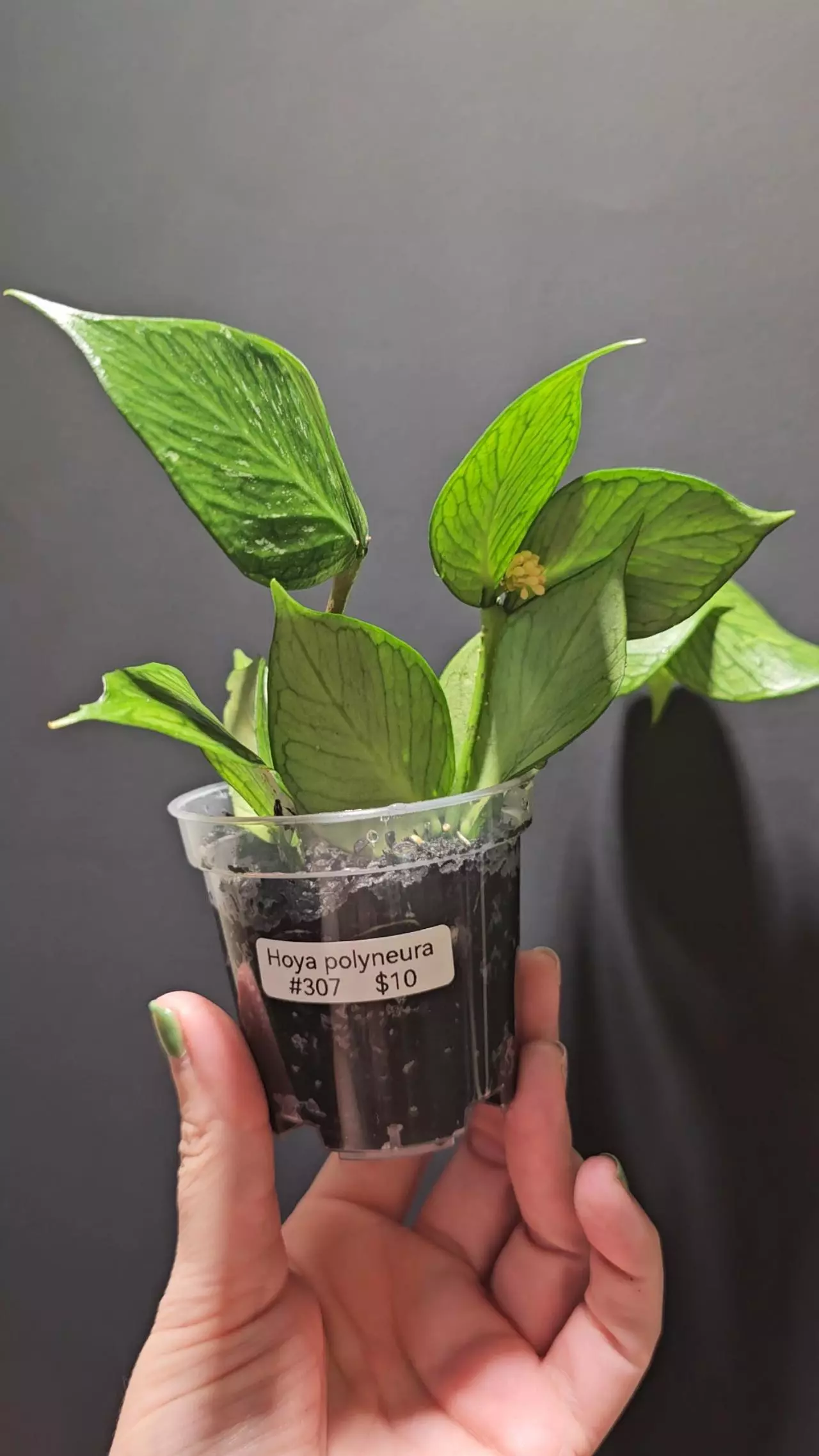 plant/Hoya polyneura #307-0