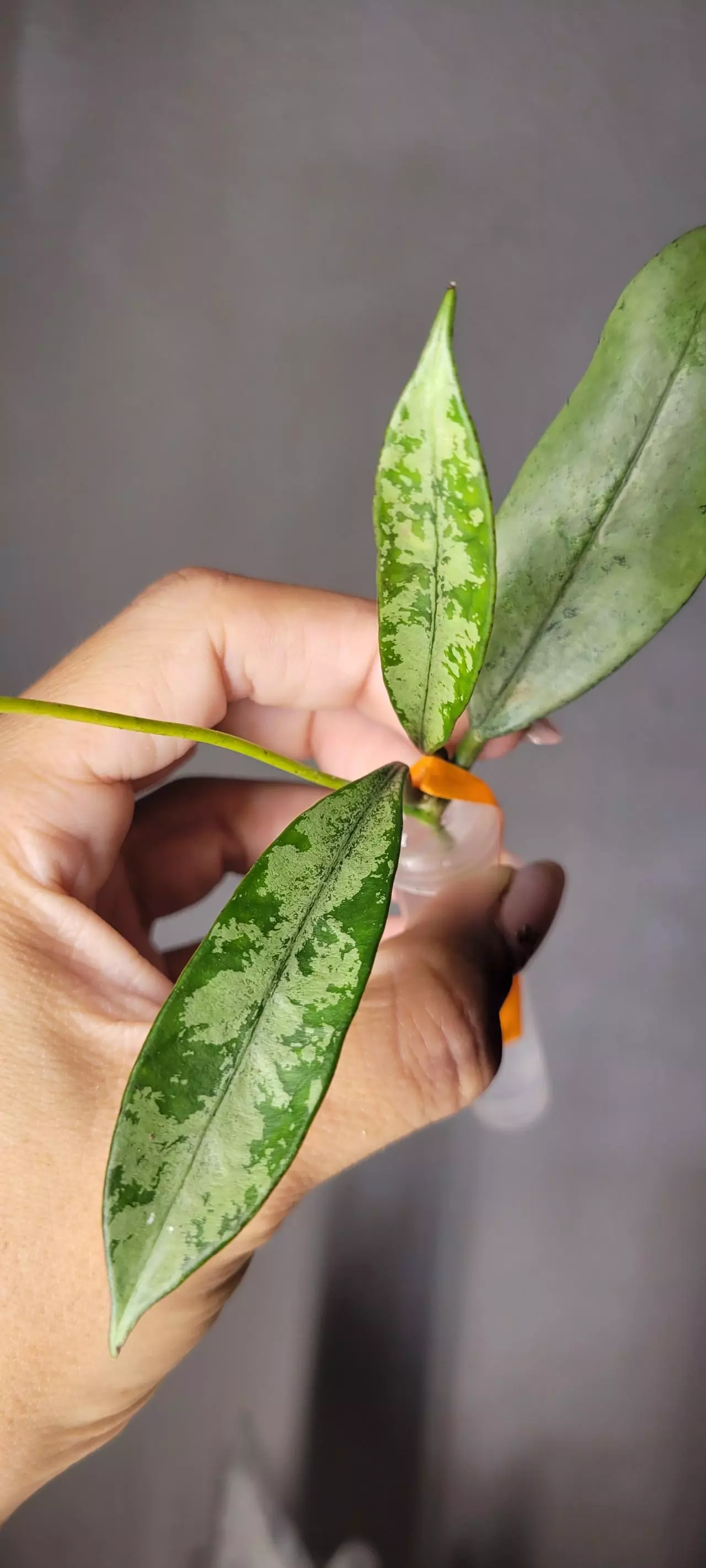 plant/Hoya Griffithii Silver Unrooted-1