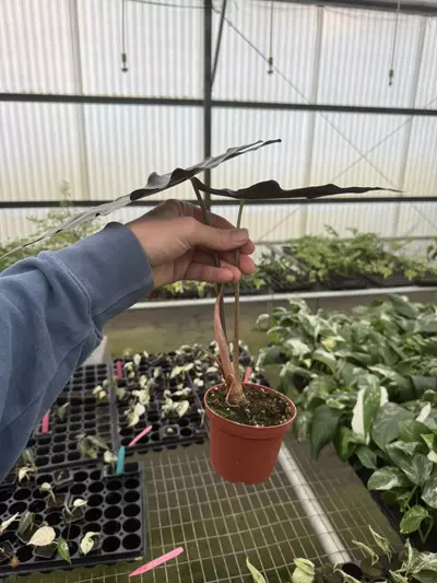 plant/Alocasia purpley 4” pot growers choice-6-thumbnail